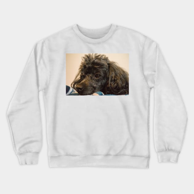 Molly dog Crewneck Sweatshirt by KensLensDesigns